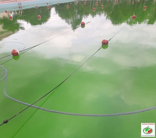Bể bơi ô nhiễm bởi rêu tảo ảnh hưởng đến quá trình trải nghiệm bơi lội